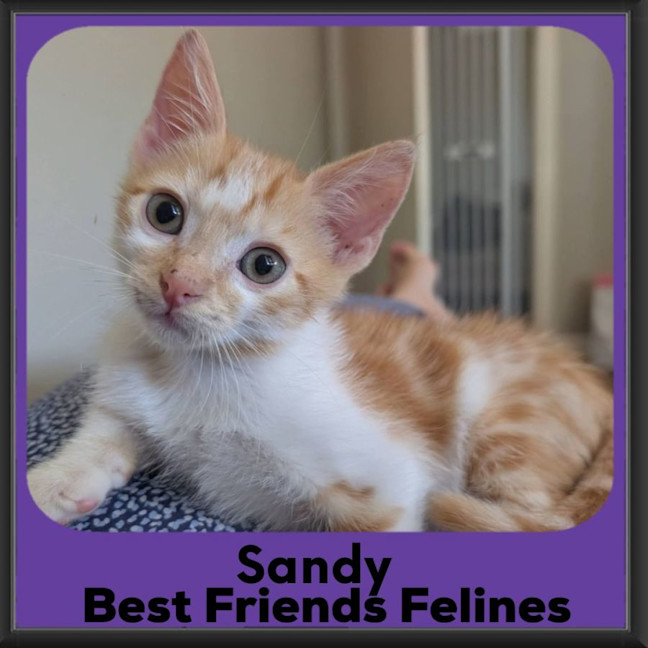 Photo of Sandy