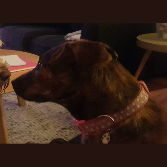 Photo of Sweetie