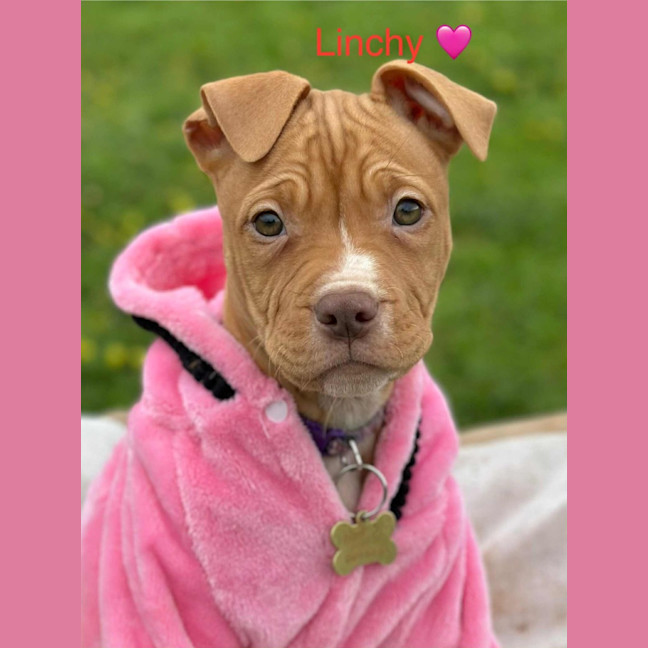 Photo of Linchy