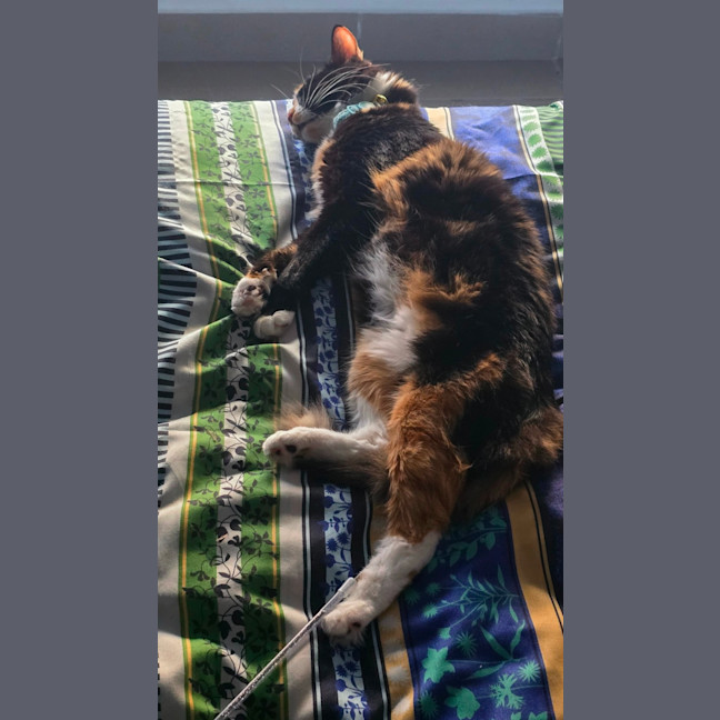 Photo of Maisie