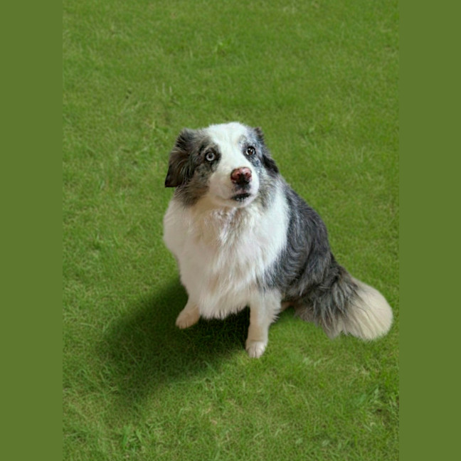 Photo of Bear
