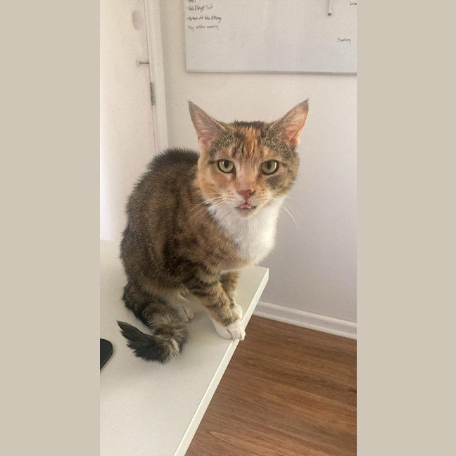 Photo of Marmalade