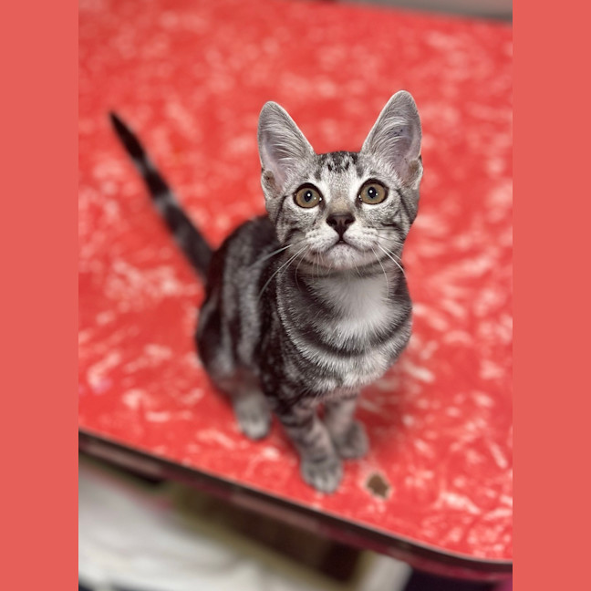Photo of Violet
