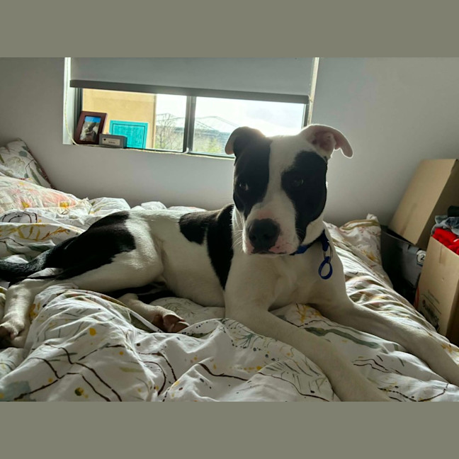 Photo of Tux   18 Month Old Staffy X