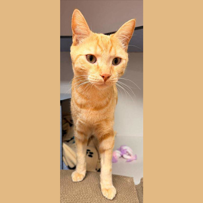 Photo of Cheetoes