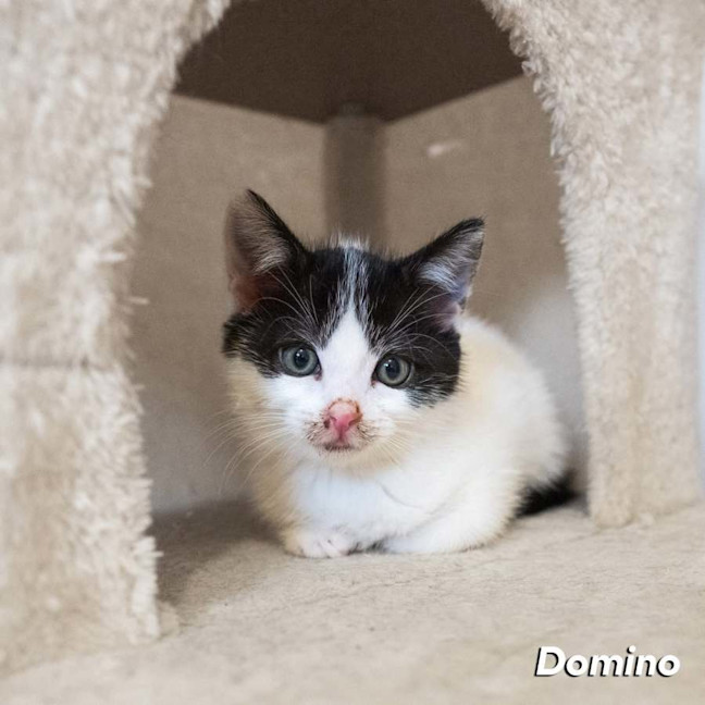 Photo of Domino