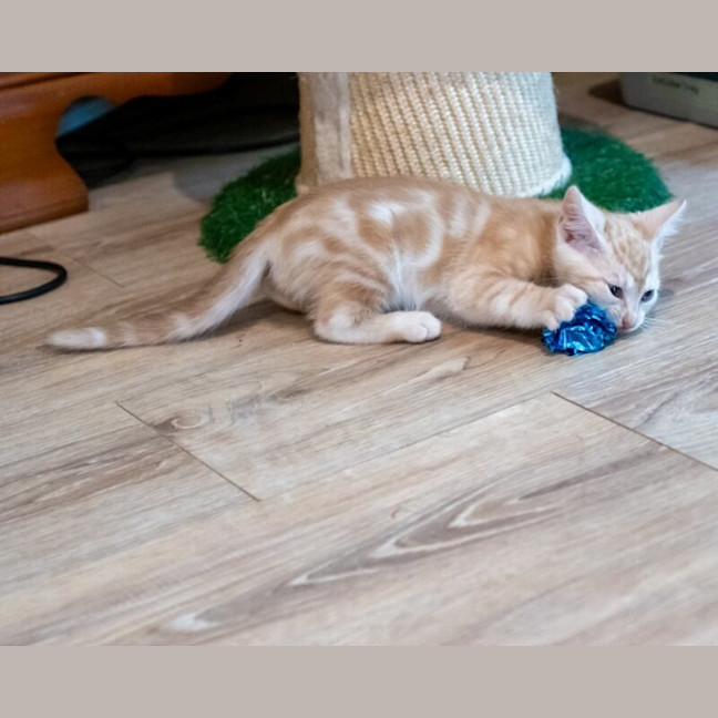 Photo of Miso
