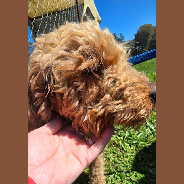 Photo of Angus