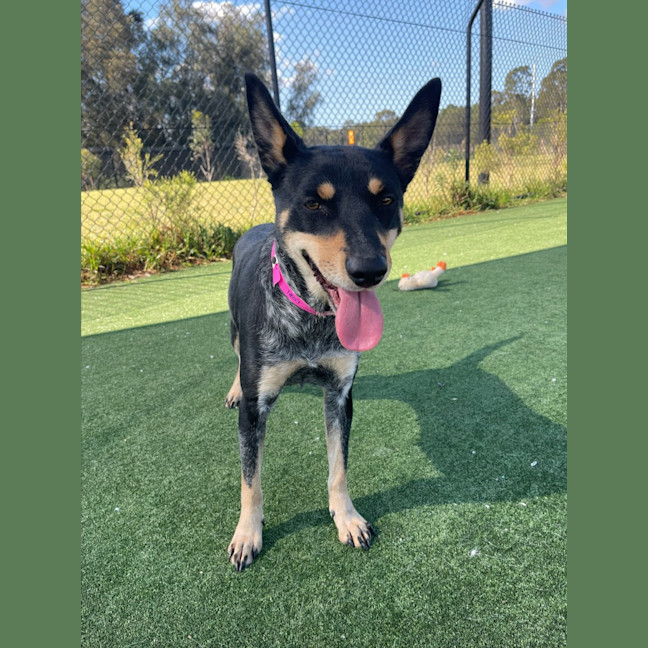 Photo of Harley Imp 1807