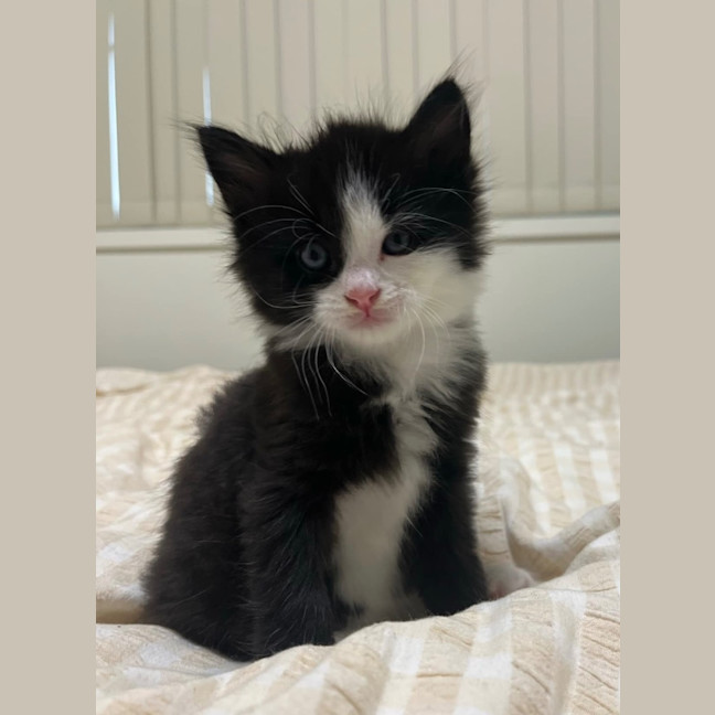 Photo of Rinklestein