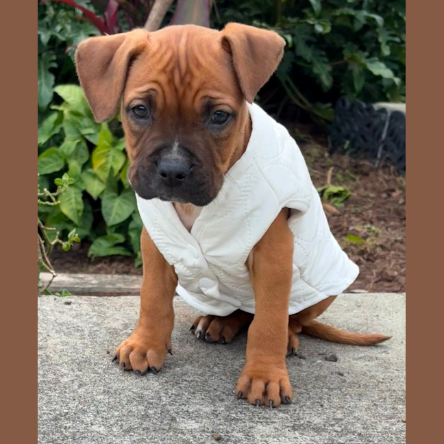Photo of Sky   9 Week Old American Staffy