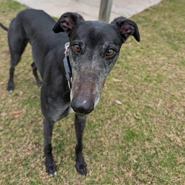 Photo of Judy The Greyhound