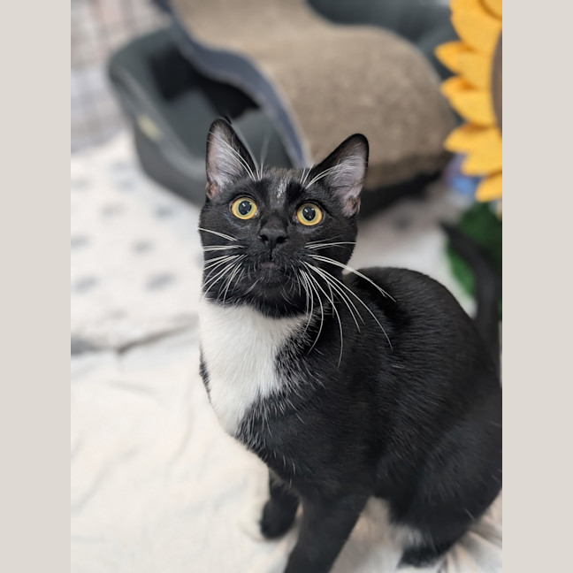 Photo of Daffy