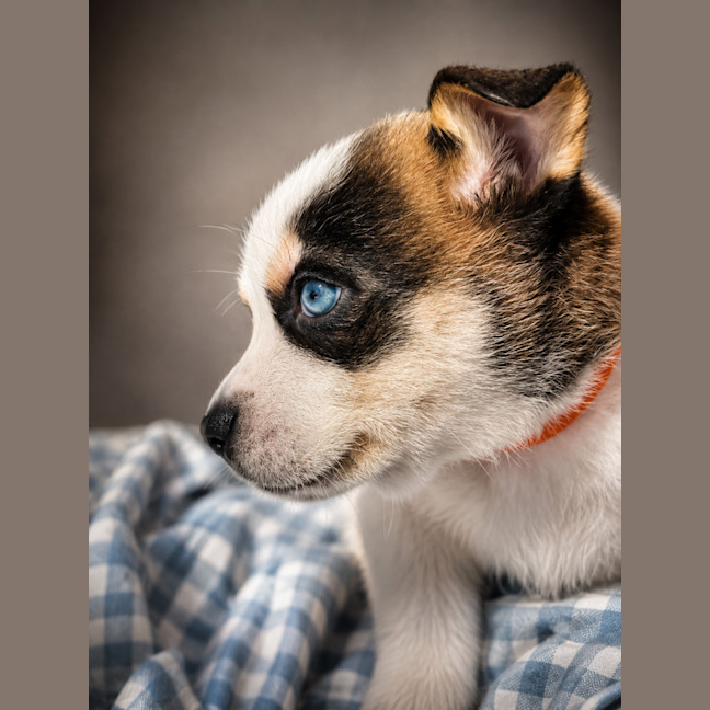 Photo of Knox
