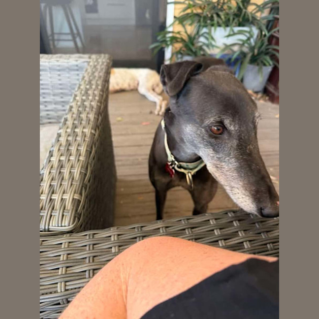 Photo of Chloe, The Greyhound