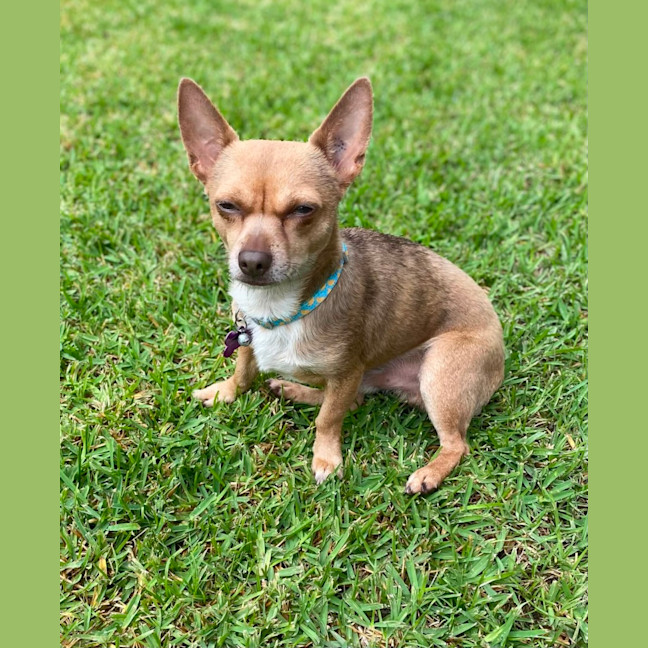 Photo of Deacon