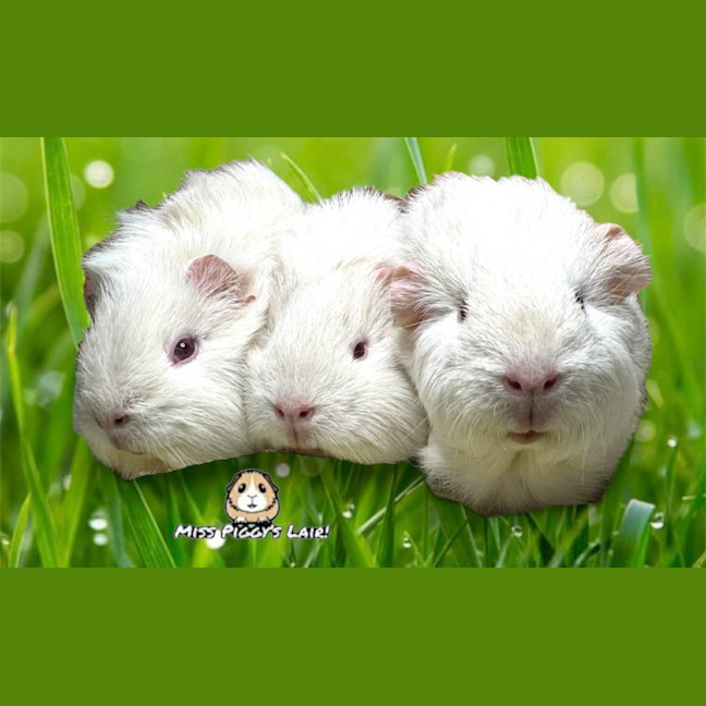 Photo of Myrtle, Tina & Cinderella