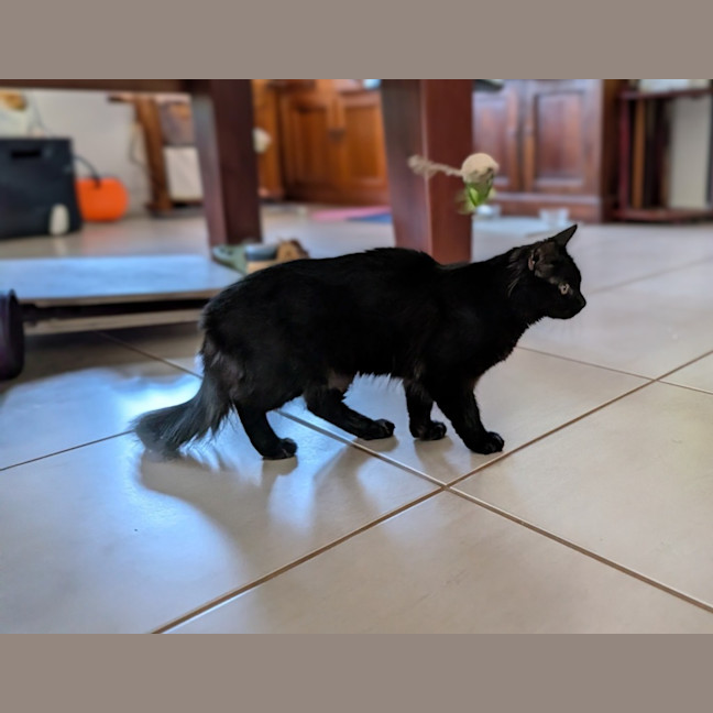 Photo of Cinder