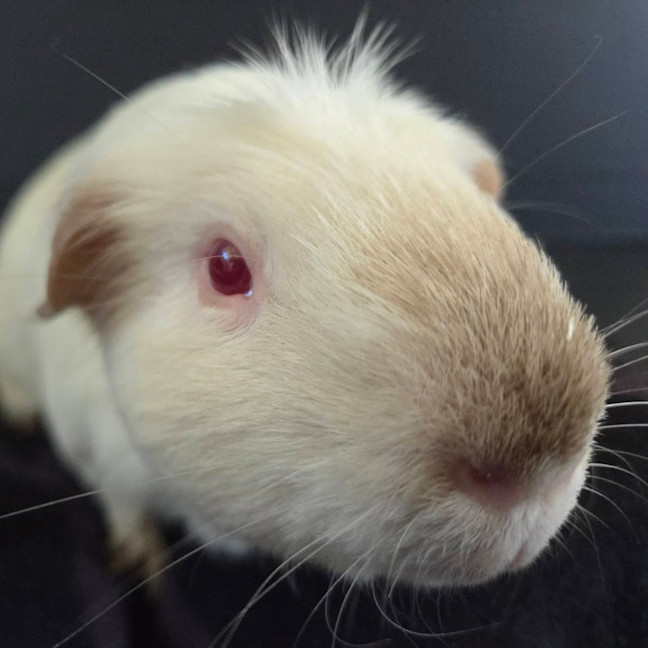 Photo of Chonky