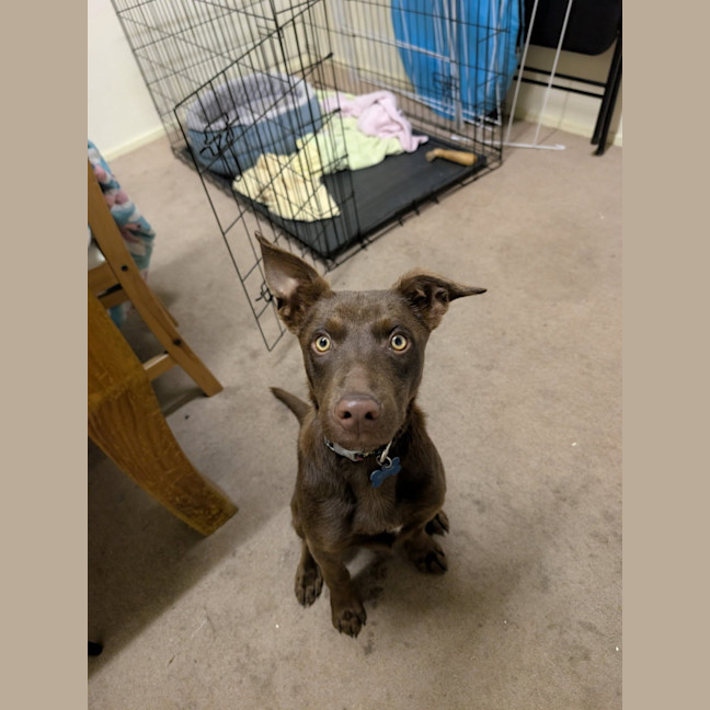 Photo of Boomer