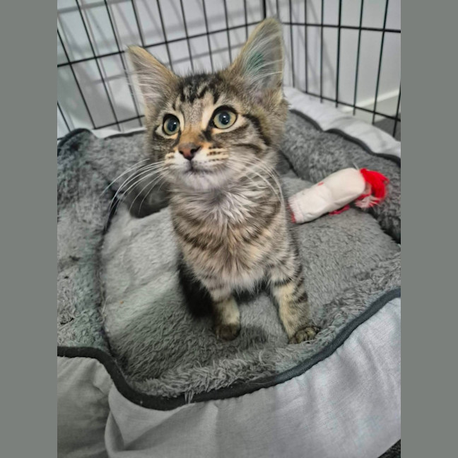 Photo of Chairman Meow