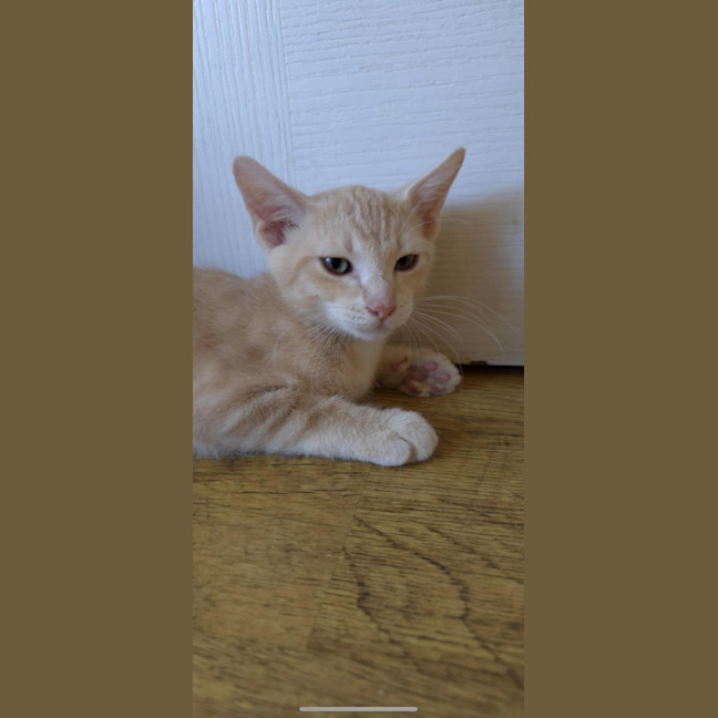 Photo of Kovu
