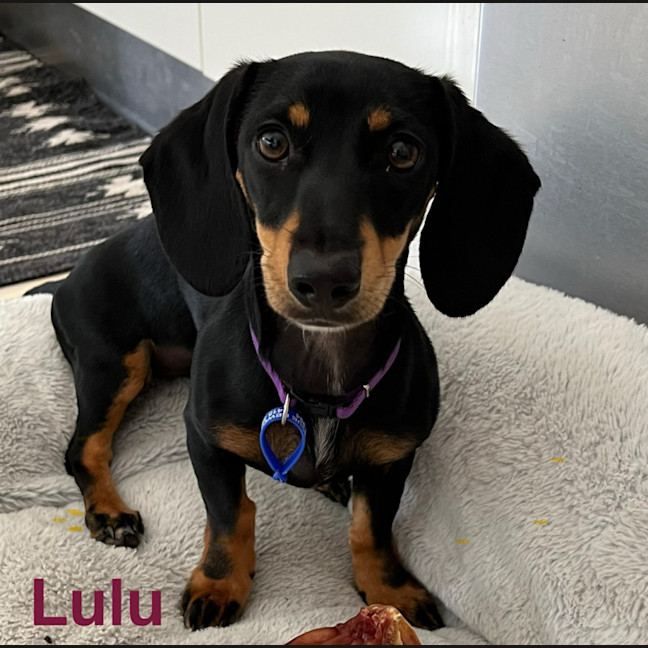 Photo of Tilly & Lulu   2 Year & 8 Month Old Dachshund