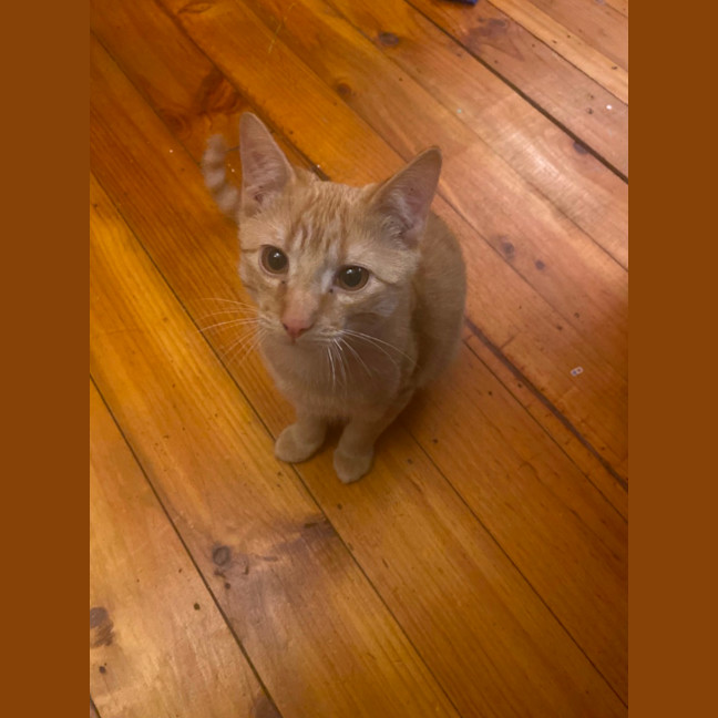 Photo of Knuckles