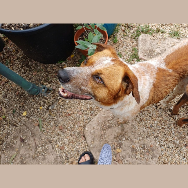 Photo of Russell *$150 Adoption Fee*