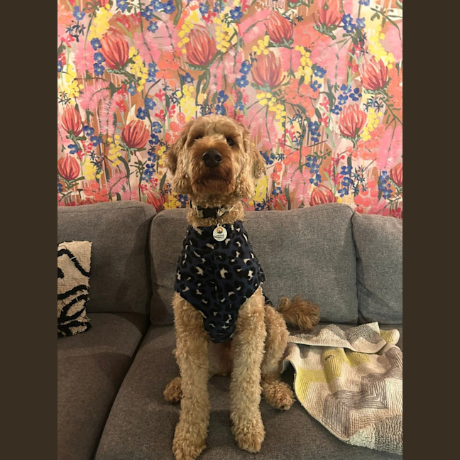 Photo of Brodie