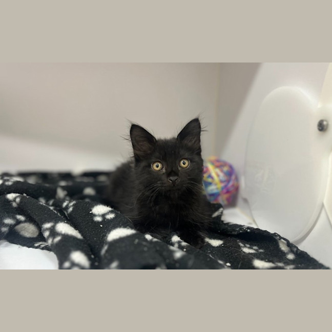 Photo of Shadow