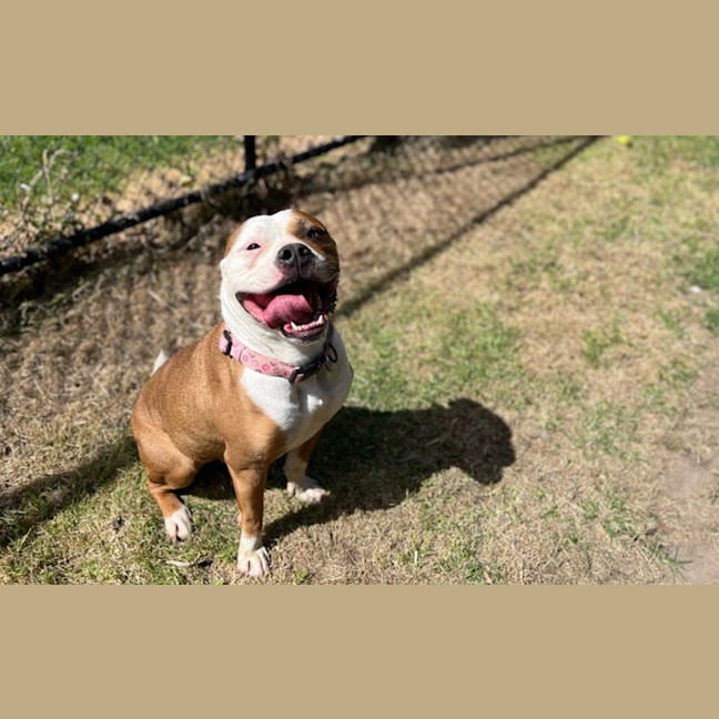 Photo of Simba