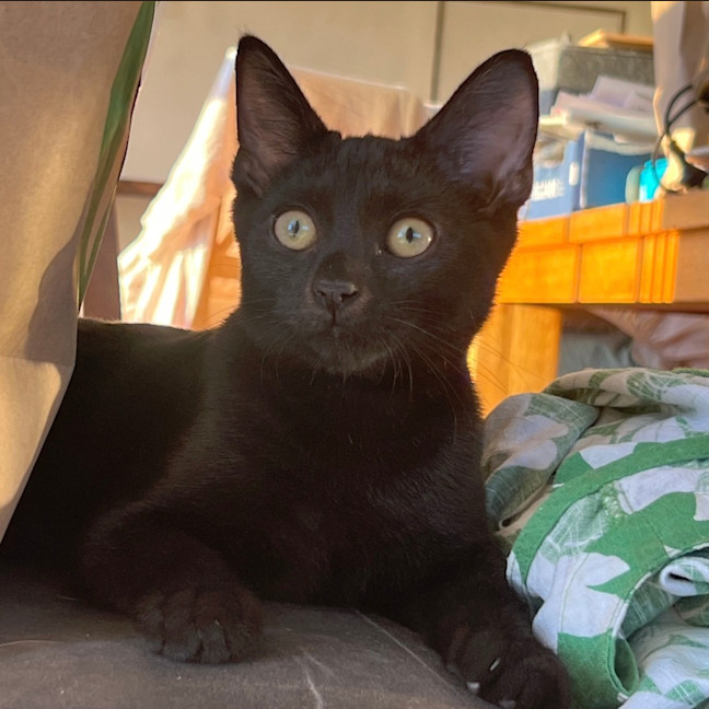 Photo of Purrloma