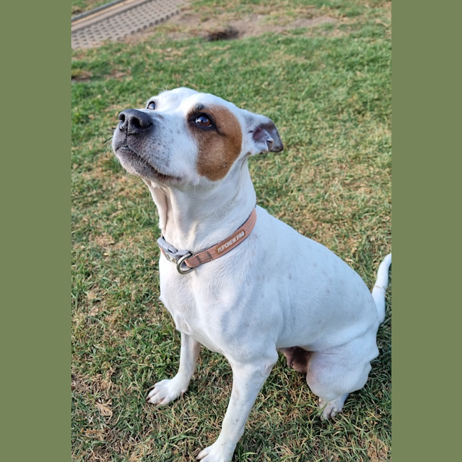 Photo of Ziggy