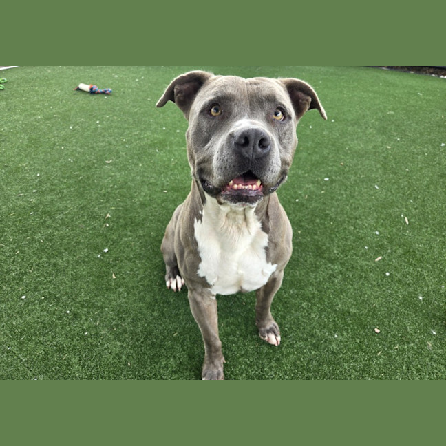 Photo of Eeyore Imp 617