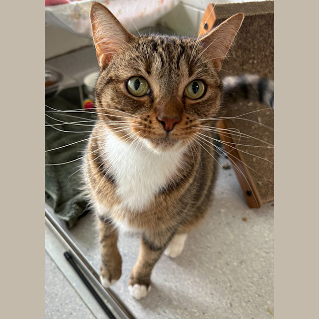 Photo of Beanie