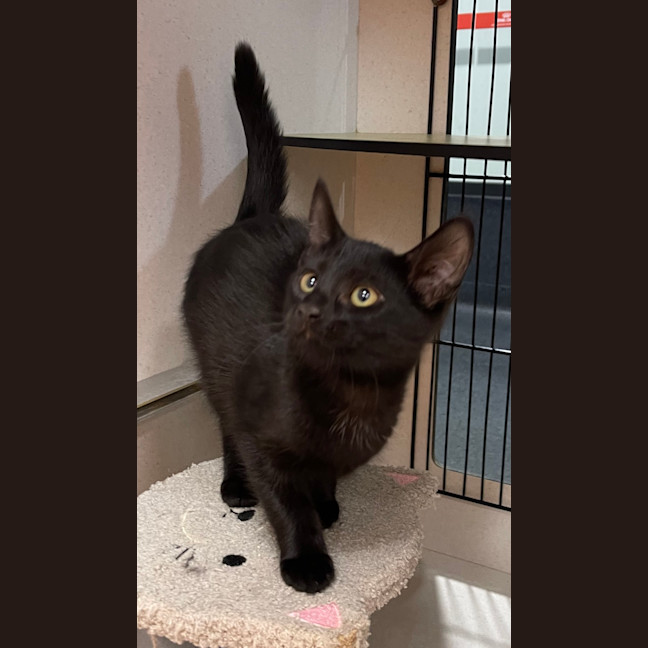 Photo of Toothless