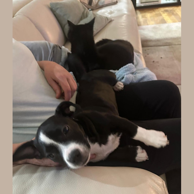 Photo of Chip