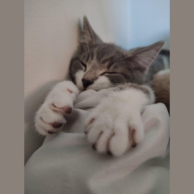 Photo of Timmy