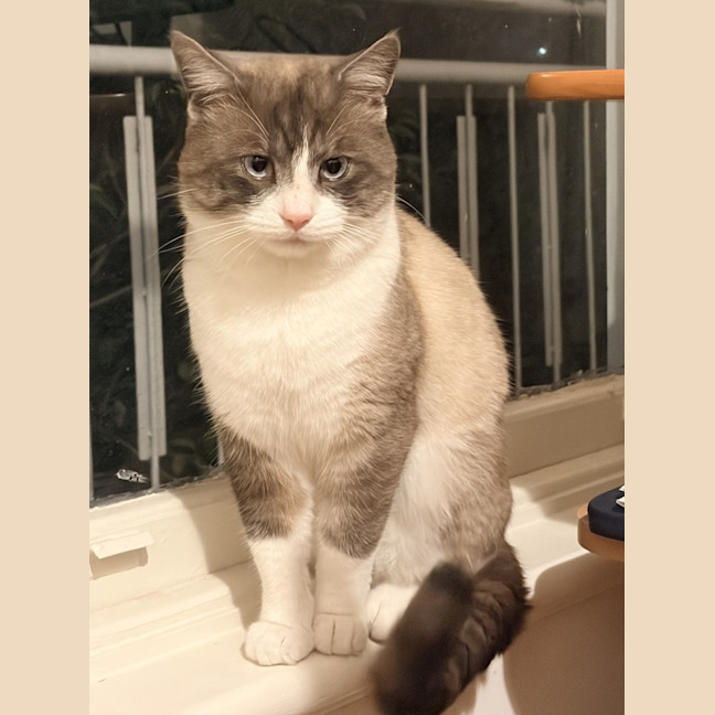 Photo of Koko