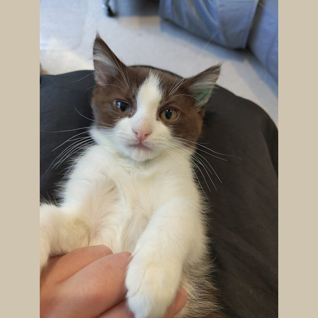 Photo of Pear