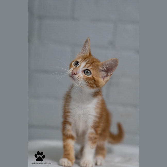 Photo of Stella