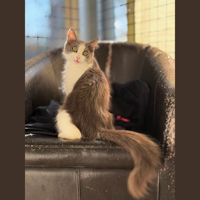 Photo of Suki