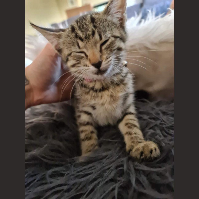 Photo of Tilly (Was Petal)