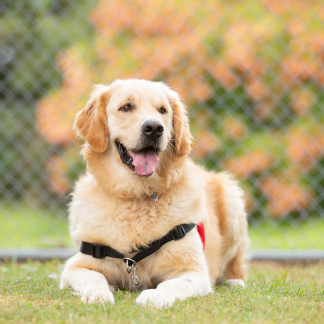 Photo of Ginger