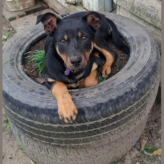 Photo of Thor