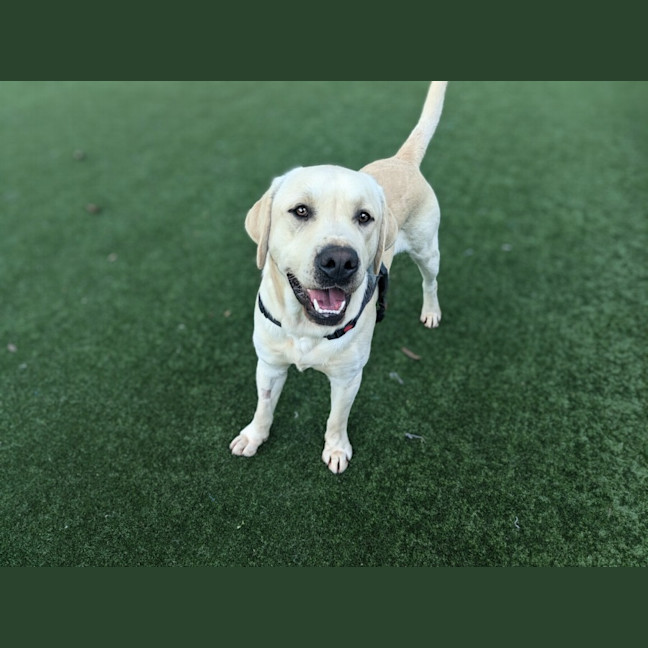 Photo of Clifford Imp 1401