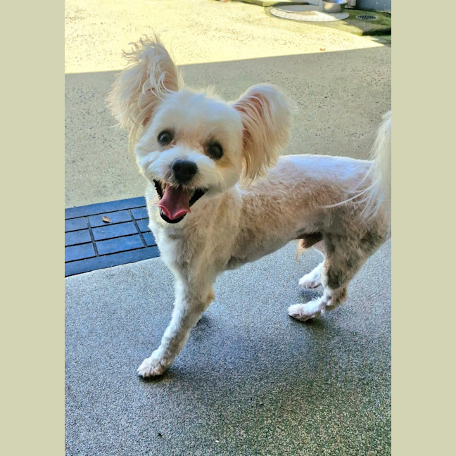 Photo of D1069 Dudley