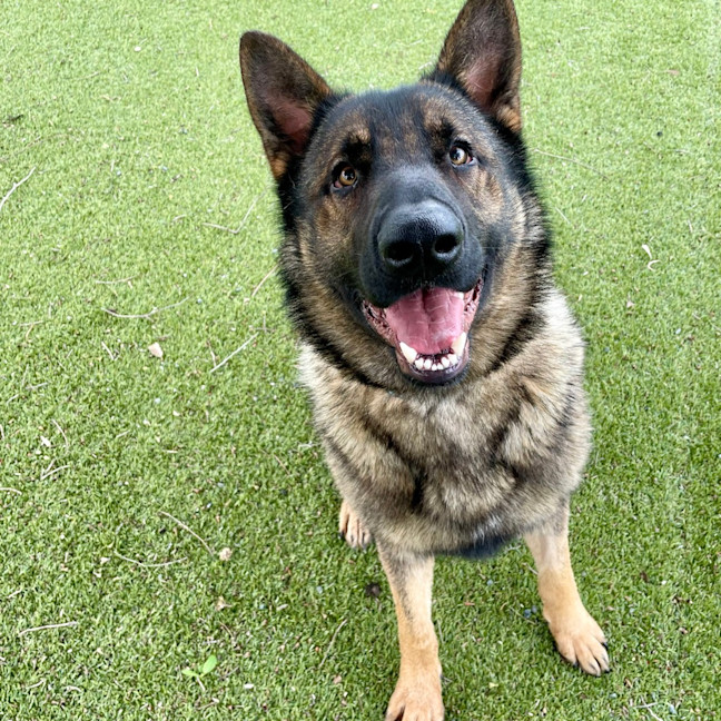 Photo of Hunter