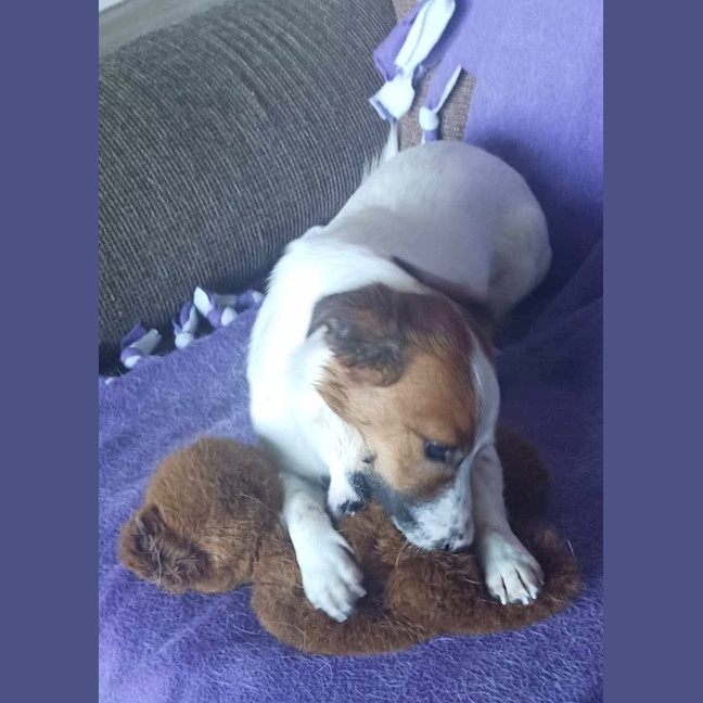 Photo of Otto